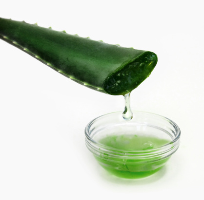 Aloe vera moisturizer might also be applied to bug bites or rashes on 
